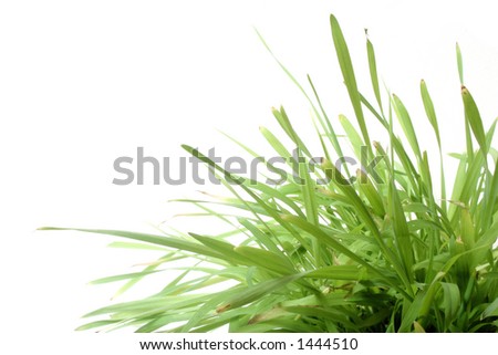 Natural grass against white background