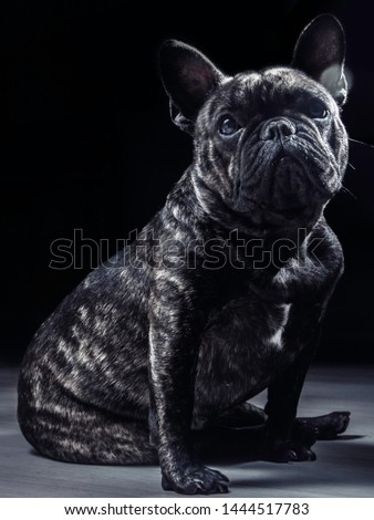 French bulldog studio dark photo