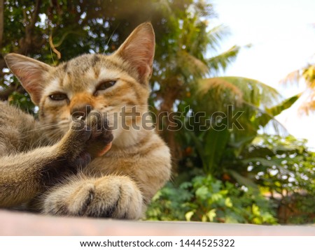 Photo of Close Up Licking foot Cute Small Wild Brown Cat in morning sun shine
