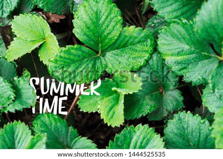 strawberry leaves - green background