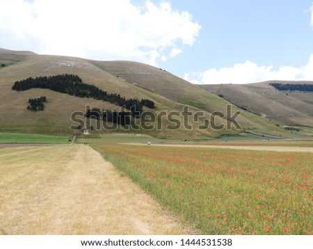 Beautiful colored flowers in the Plans of Castelluccio , a place famous for the cultivation of the lentils in Italy.