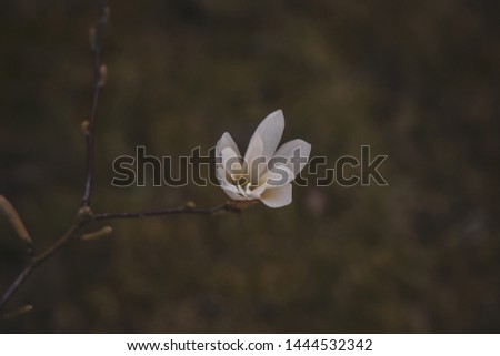 beautiful delicate large bright magnolia flowers on a spring tree in the warm sunshine