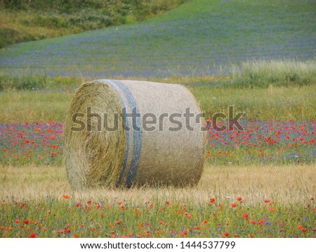 Isolated bale of hay in the cultivated fields during the summer.