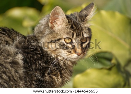 Cute main coon kitten outdoor in spring 