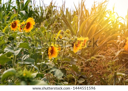 A field of sunflowers and corn against the backdrop of a sunset and blue sky