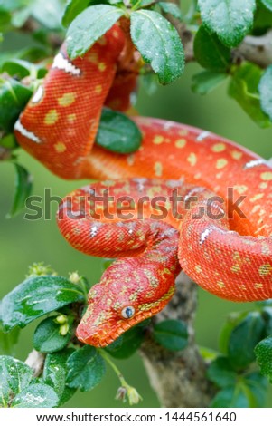 Juvenile Emerald Tree Boa Snake Royalty-Free Stock Photo #1444561640