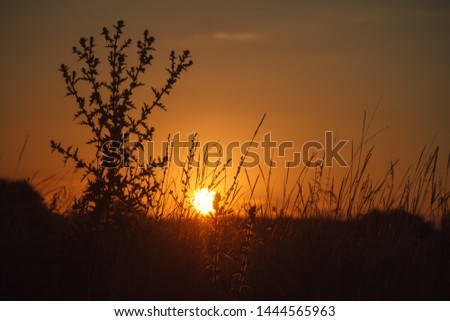 Landscape with a meadow of grass and wildflowers against the backdrop of a sunset, bright orange sun, soft focus