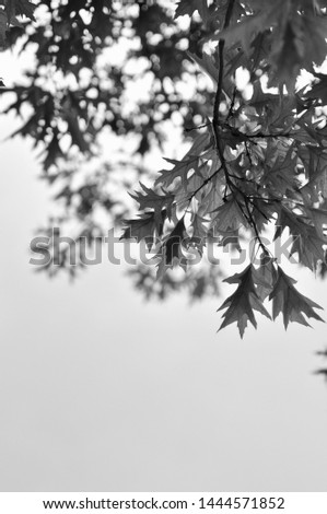 A black and white photo of leaves of a tree on a cloudy day