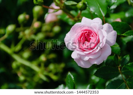 flower of fragrant rose in the summer garden on a background of green leaves, closeup