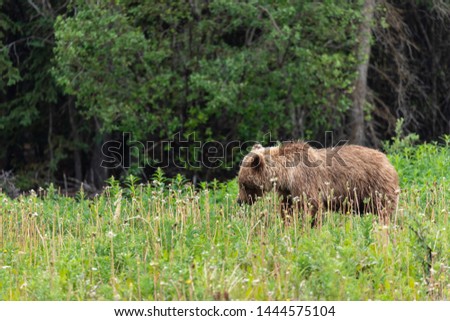 A Wild Grizzly in Canada