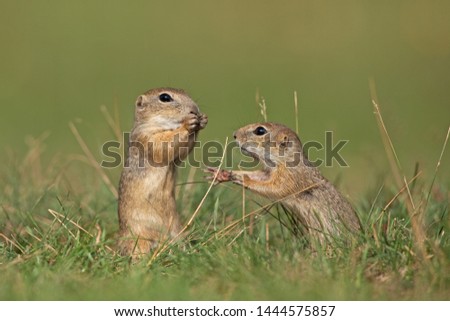 European ground squirrel, spermophilus citellus, european souslik, Slovakia