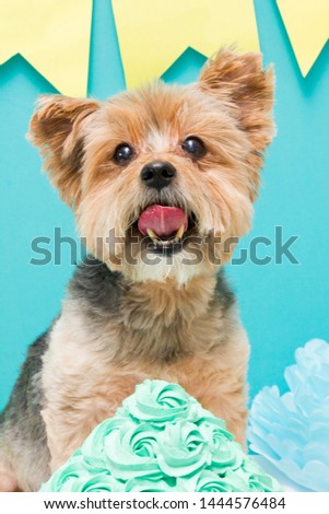 yorkshire terrier dog celebrating it's birthday. green borhtday cake, yellow and turquoise decoration. happy birthday