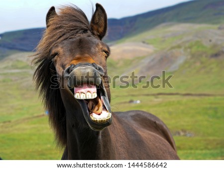 Icelandic horse gives a big smile! Royalty-Free Stock Photo #1444586642