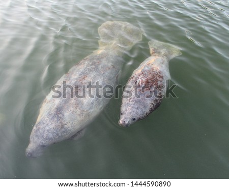 Momma and baby manatee. A Florida manatee female produces a single calf about every two to five years. 