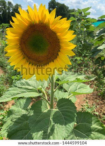Beautiful blue sky and sunflower