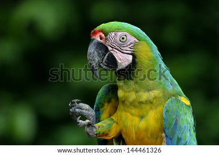 A green macaw, Buffon's Macaw showing its foot