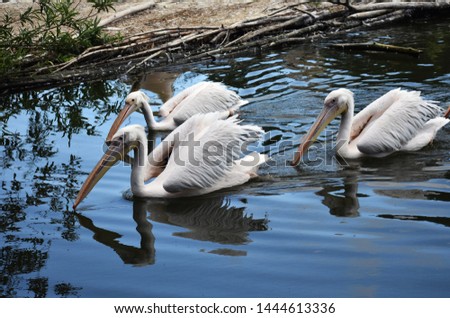 A group of white pelicans or Pelecanus Onocrotalus, on water.