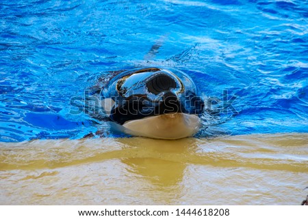 swimming in pool, beautiful photo digital picture