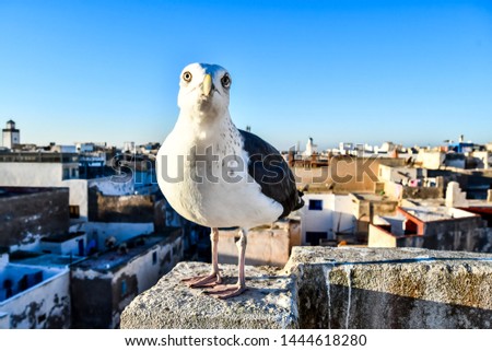 seagull on post, beautiful photo digital picture