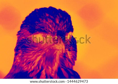 Thermal in eagle's head, thermapography of animal, infra red
