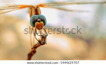 wildlife insects dragonfly extremely close up photography on the garden in morning time. Dragonfly wallpaper. Dragonfly siting on dry branch of tree. Extremely close to photography of dragonfly insect