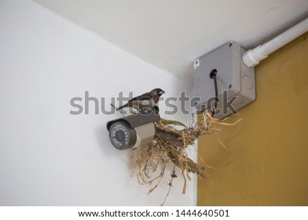 Bird makes nest on cctv camera inside building, a big problem for resident, bird habit might bring disease and cause health problem.  Royalty-Free Stock Photo #1444640501