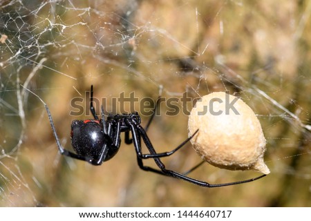 Southern  Black Widow (Latrodectus mactans) or shoe-button spider, guarding her egg sack