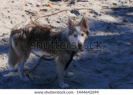 Beautiful picture of a dog relaxing on a sandy beach.