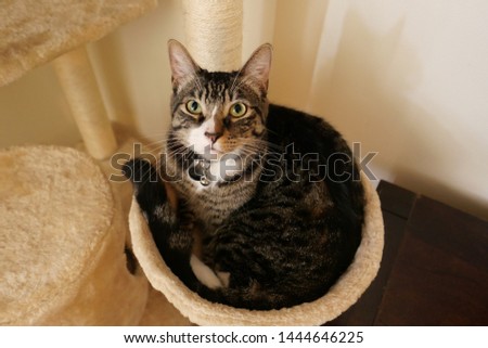 Beautiful picture of a cat relaxing in a cat tree.