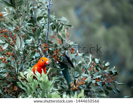King parrot in a tree in Buderim, Queensland