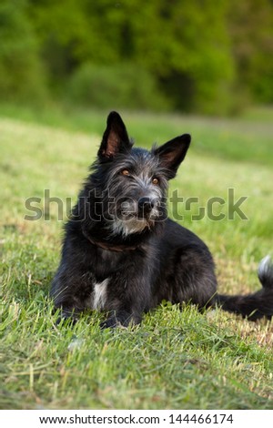 Mixed breed dog on a meadow