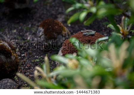 lizard sitting on a mossy rock