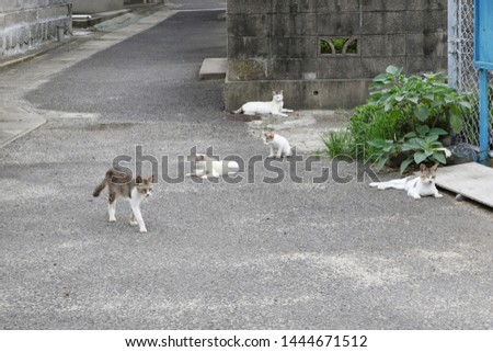 A cat that lives on an island in Japan