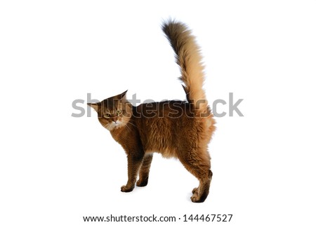 Somali cat  ruddy color isolated on white background