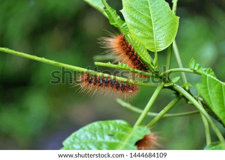 Hairy caterpillars eating green leaf of the tree.