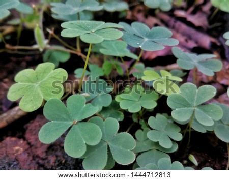 Semanggi leaves, Green clover leaves grow in the bushes