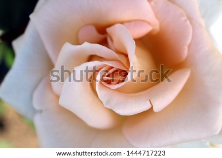 Bud pink rose, close-up, delicate color, beautiful curved petals