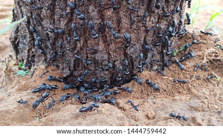 Big Black Insects And Big Tree. Black Ants,  