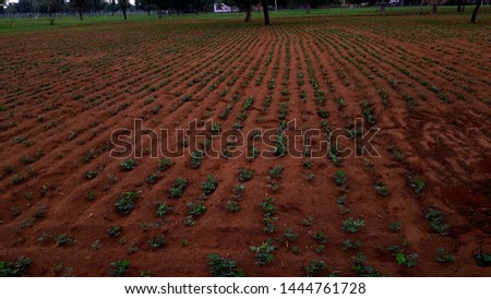 Groundnuts Field And Beautiful Field Landscape.