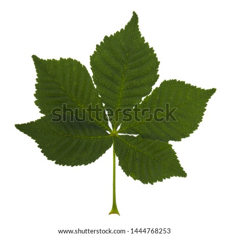 Green leaf chestnut isolated on white background