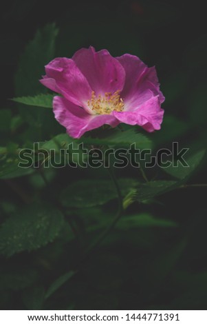 one sad rose flower for background