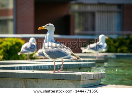seagulls stand on the fountain