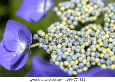 Hydrangea flower macro shot, summer image