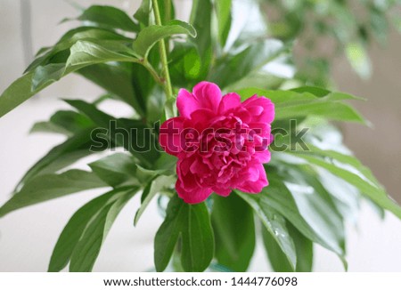 beautiful bouquet, flower of red peony