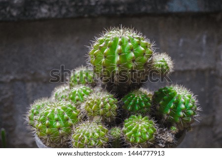 closeup cactus for background and text 