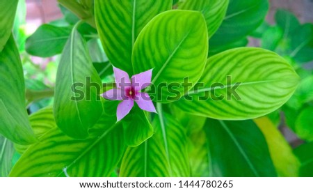 Tiny purple pink flower in one third of the frame against green leaves' background