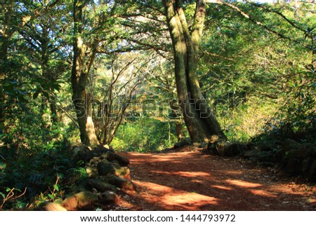 It is a forest road scenery called "Visa Forest" in Jeju.