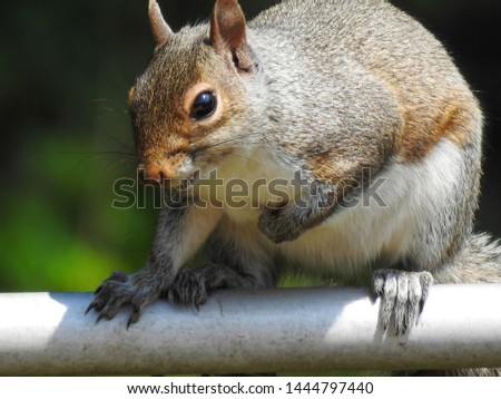 squirrel perched on a fence