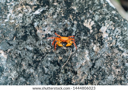 Silam Crab (Species: Geosesarma aurantium). Silam Crab can be found up to the peak of Mt. Silam. The only and one seafood living on mountain? The red-orange shell (carapace).