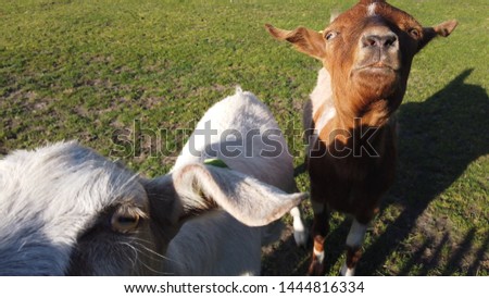 Close up picture of  domestic goats
